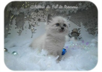 femelle blue colourpoint - Noël - Chatterie Ragdolls du Val de Beauvoir